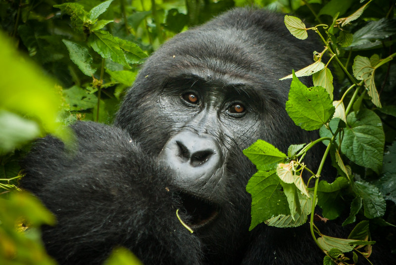 Affordable Uganda Gorilla Trekking Safaris in Bwindi NP